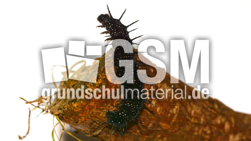 Tagpfauenauge-Raupe (10).jpg